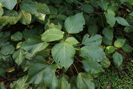 Imagem de Acalypha hispida Burm. fil.