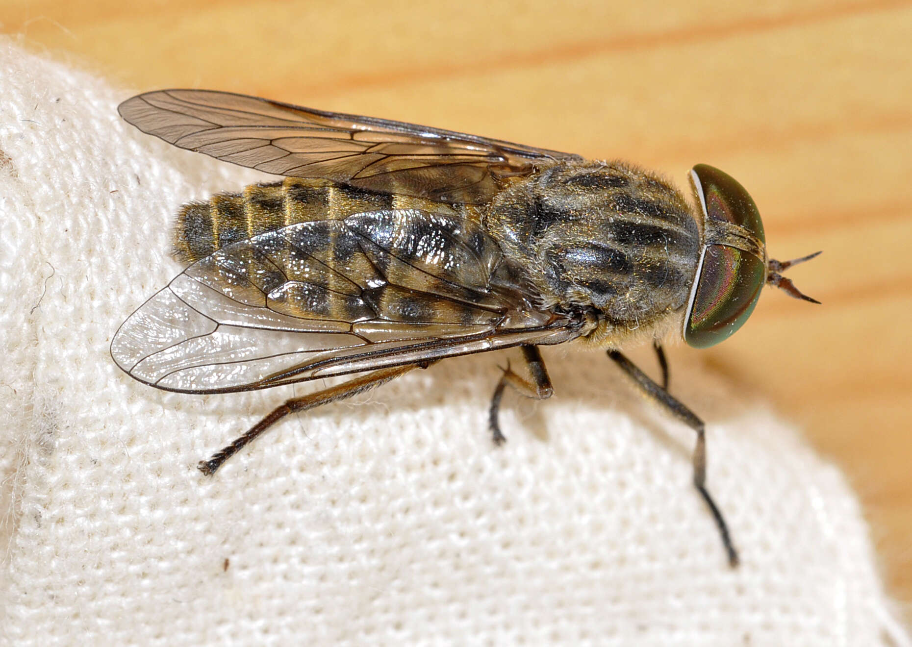 Image of Tabanus bromius Linnaeus 1758