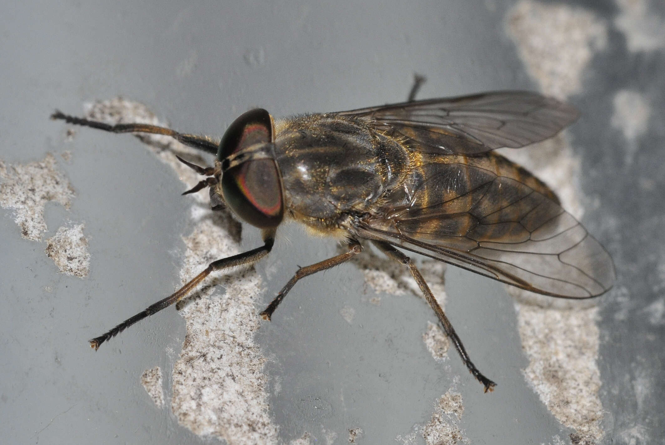 Image of Tabanus bromius Linnaeus 1758