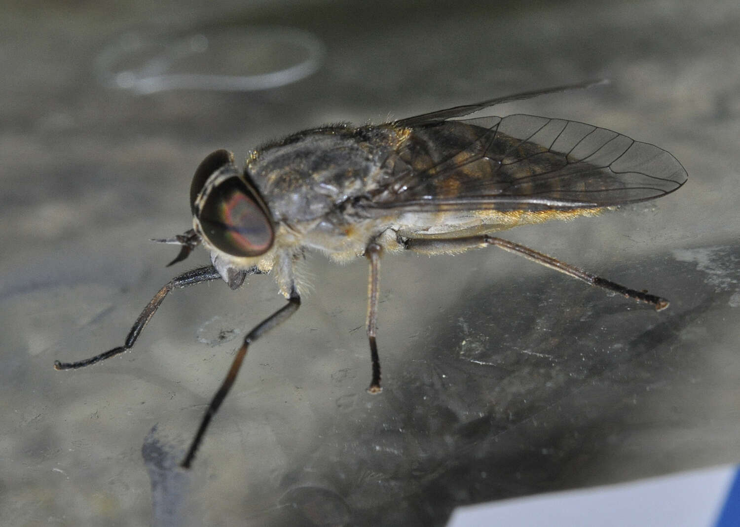 Image of Tabanus bromius Linnaeus 1758