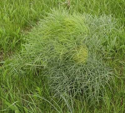 Image of hog's-fennel