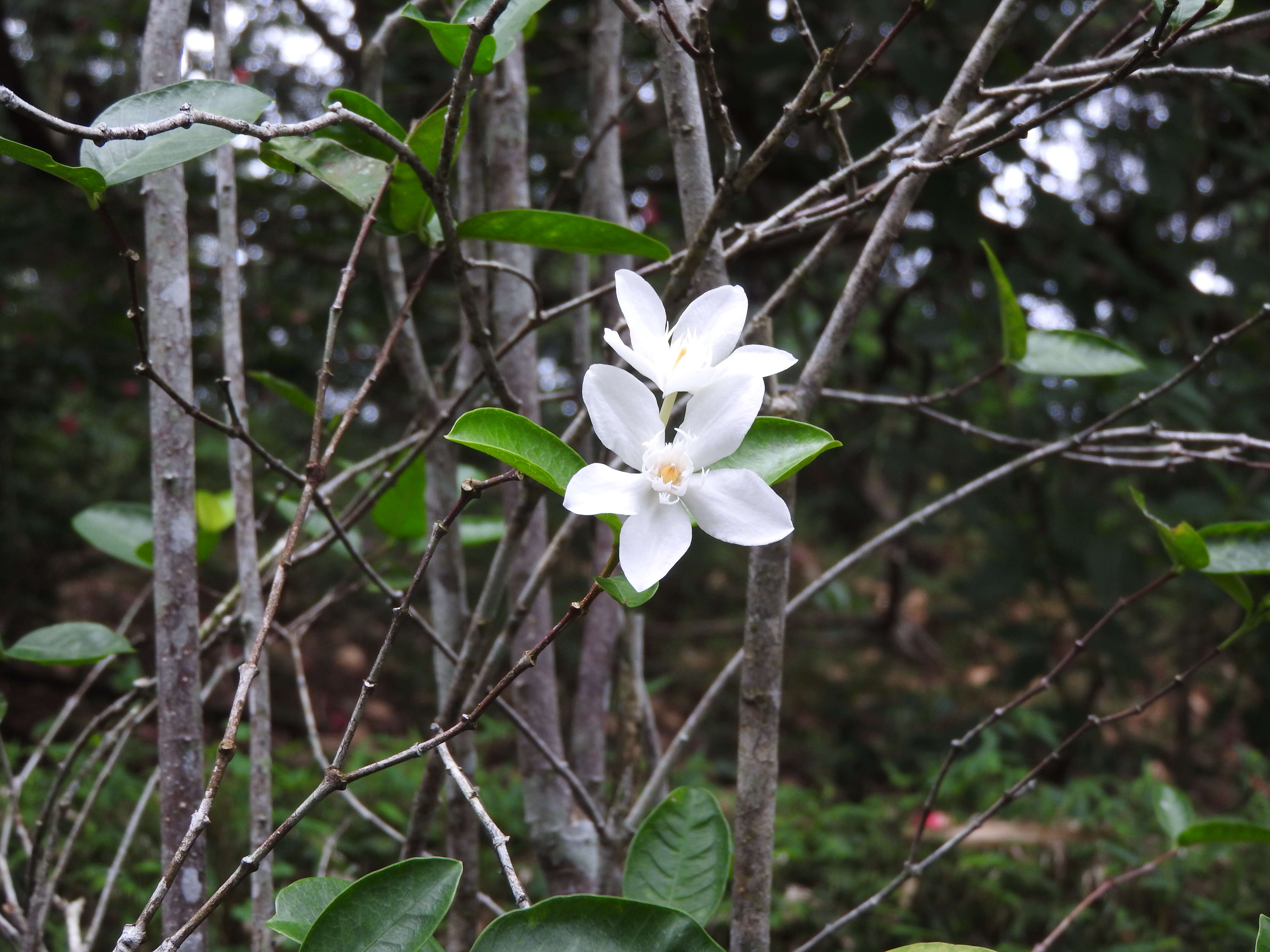 Image of Wrightia antidysenterica (L.) R. Br.