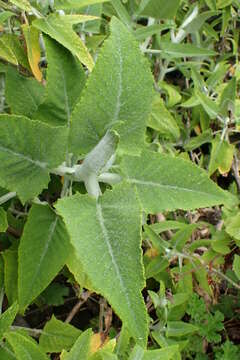 Image de Salvia canariensis L.