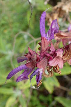 صورة Salvia canariensis L.