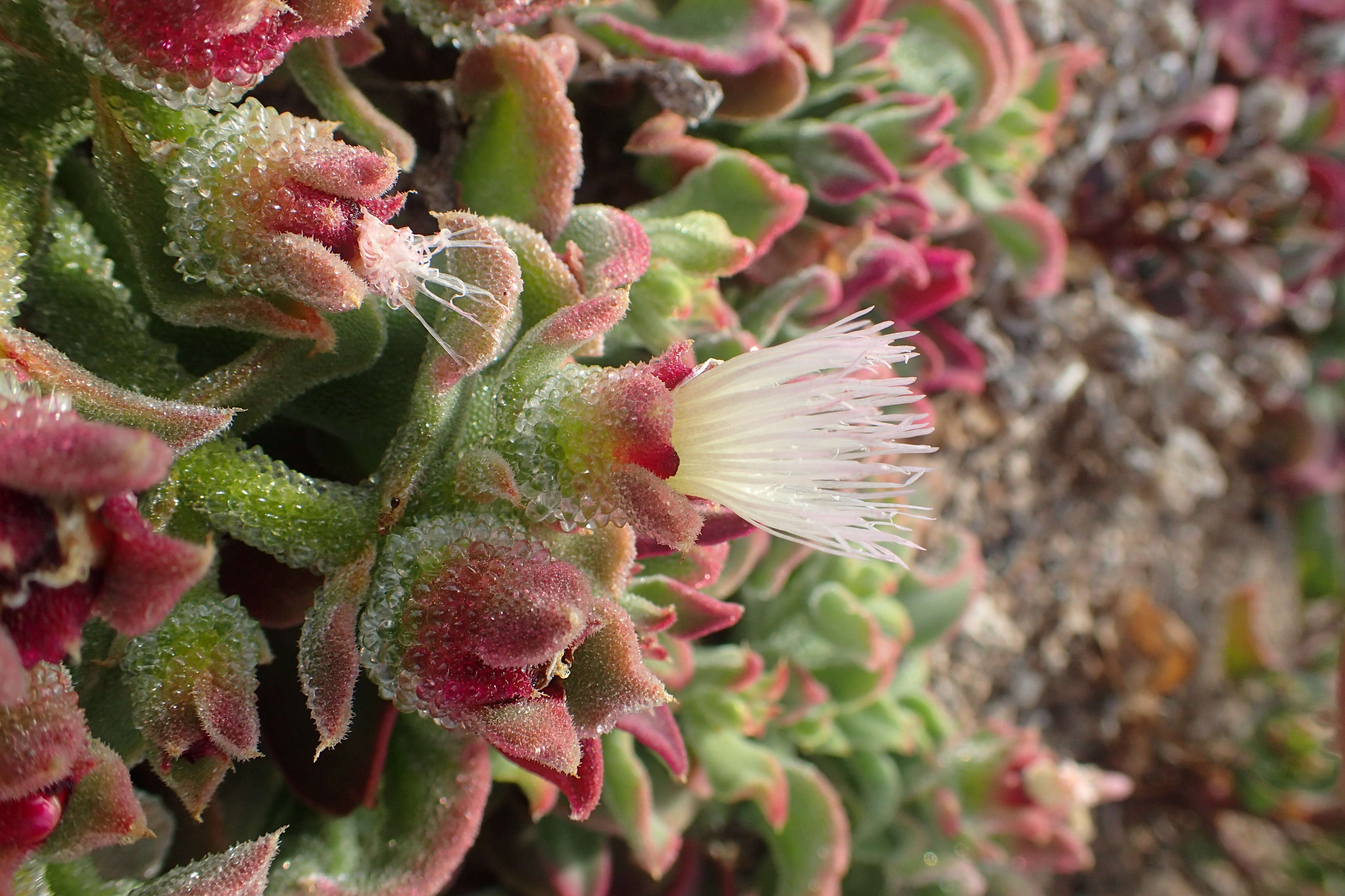 Image of common iceplant