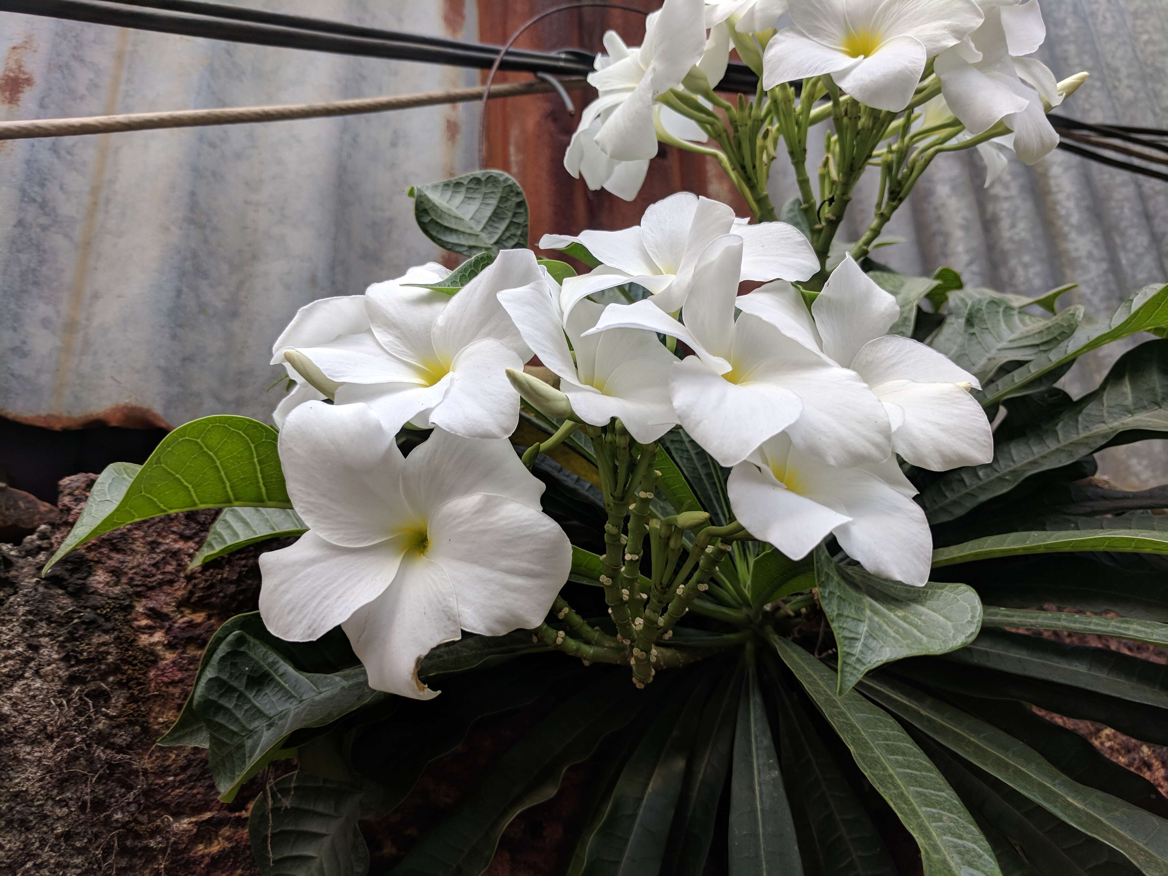 Image of bridal boquet