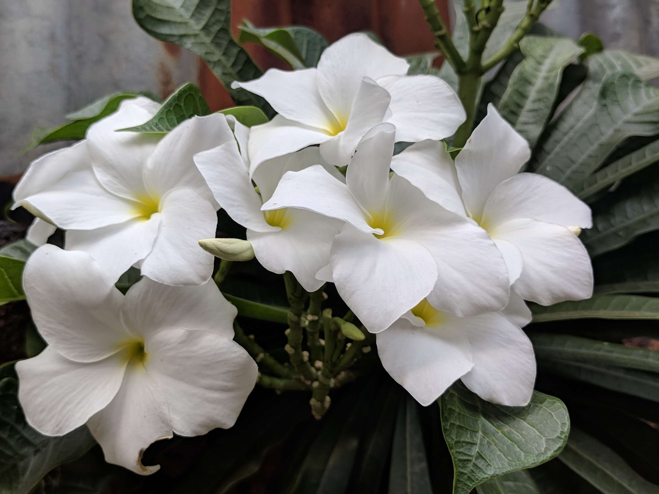 Image of bridal boquet