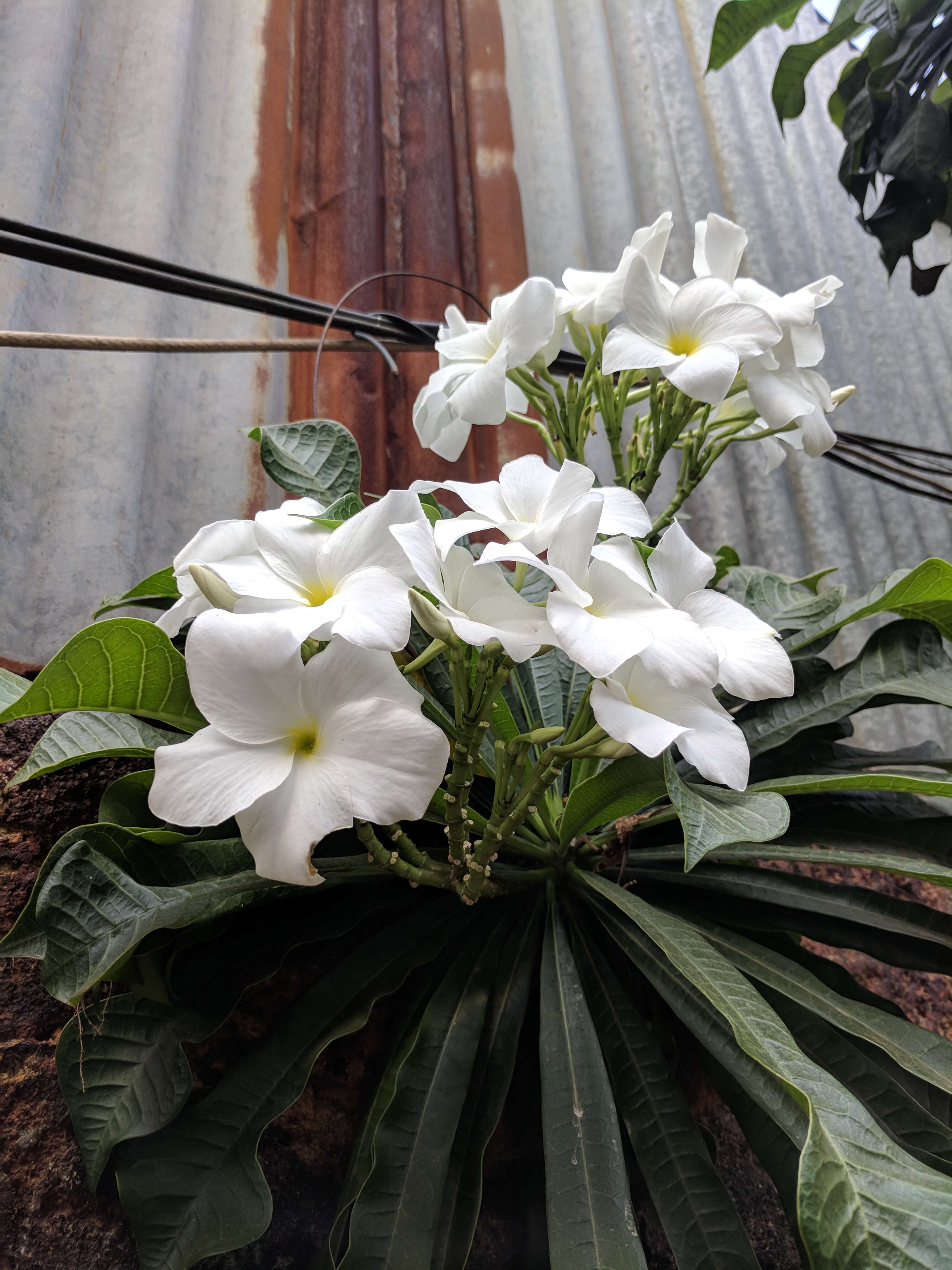 Image of bridal boquet