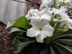 Image of bridal boquet