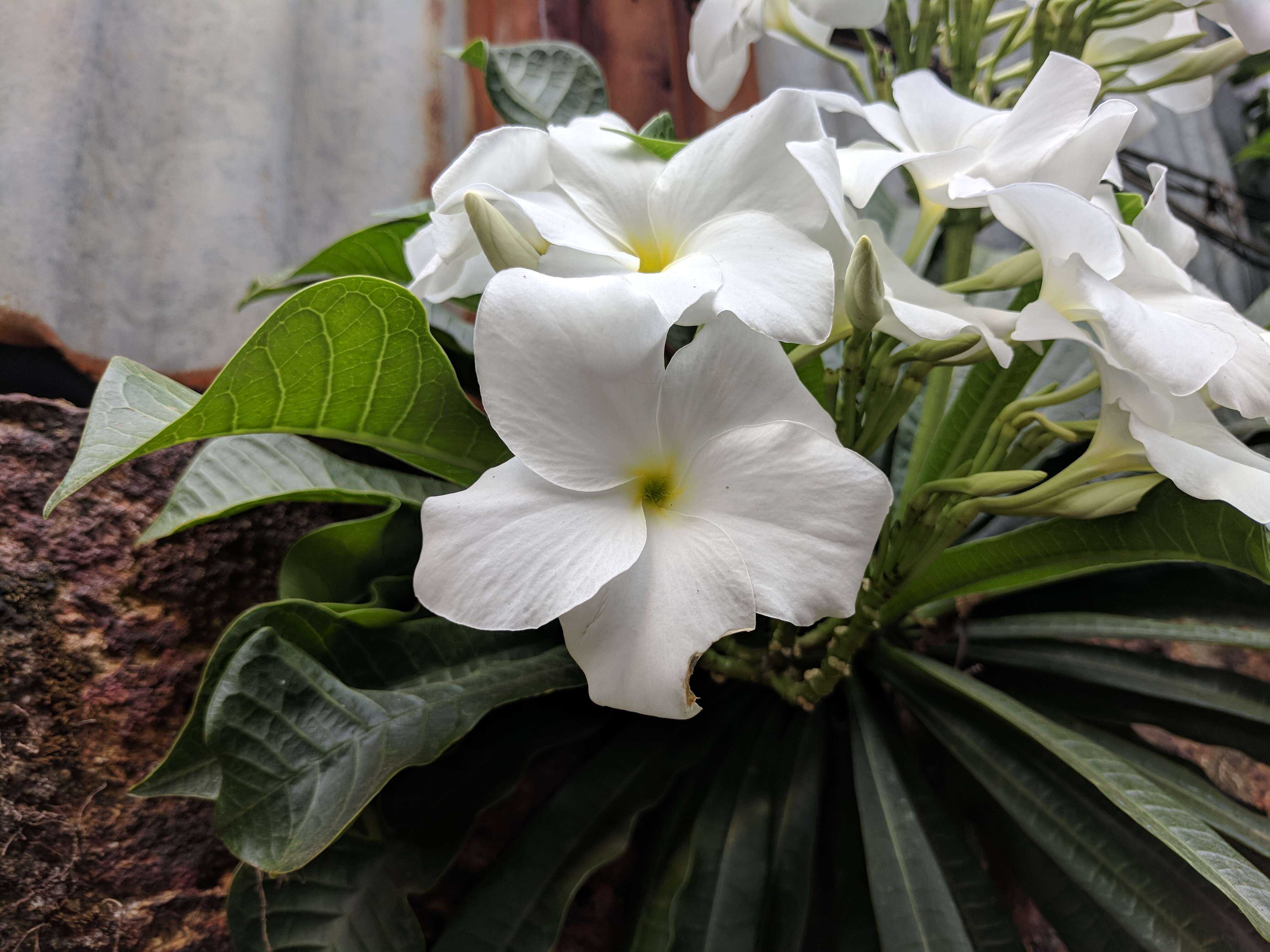 Image of bridal boquet