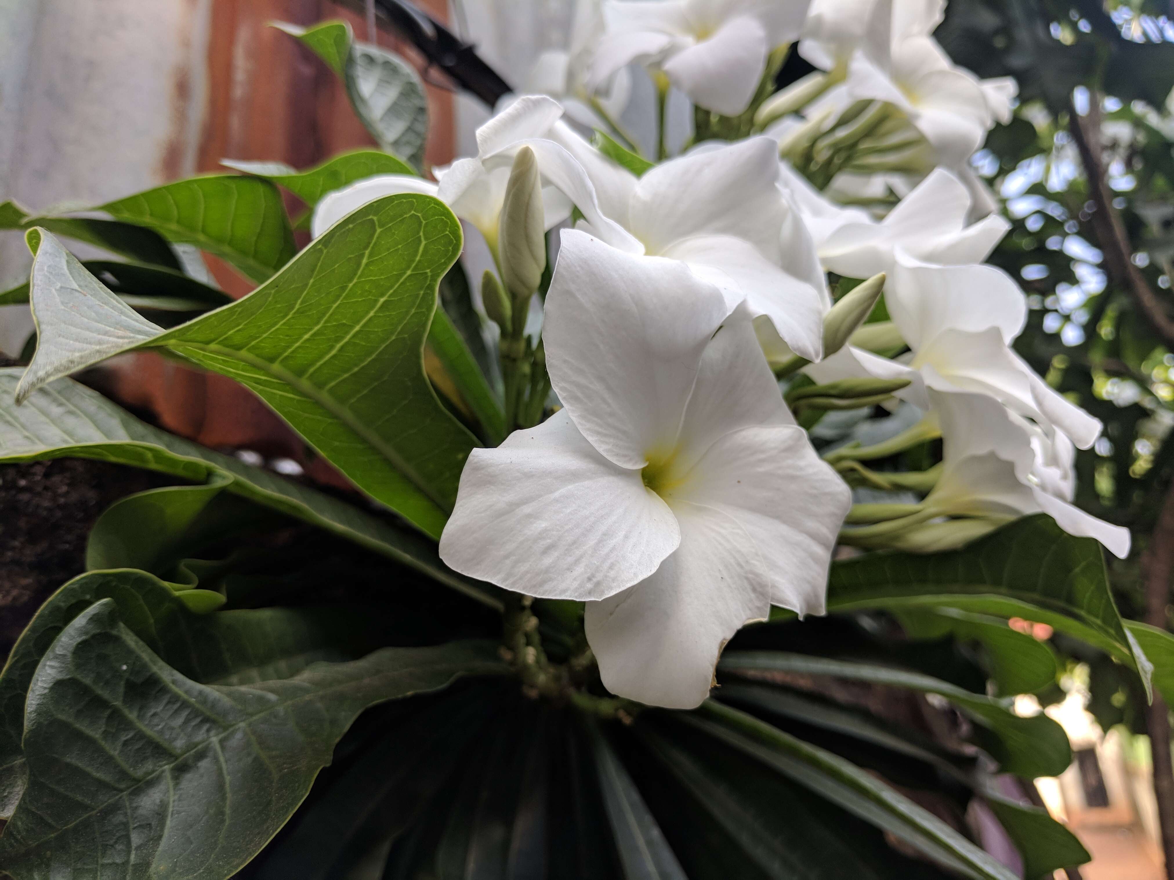 Image of bridal boquet