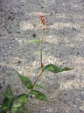 Imagem de Persicaria maculosa S. F. Gray