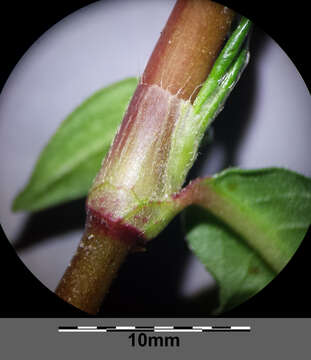 Imagem de Persicaria maculosa S. F. Gray