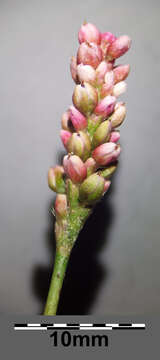 Imagem de Persicaria maculosa S. F. Gray