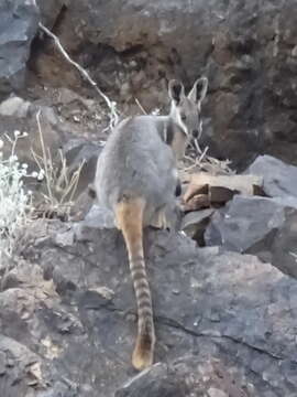 Image of Ring-tailed Rock Wallaby