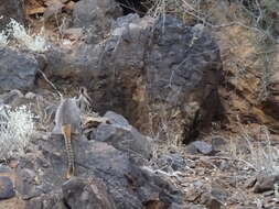 Image of Ring-tailed Rock Wallaby