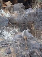 Image of Ring-tailed Rock Wallaby