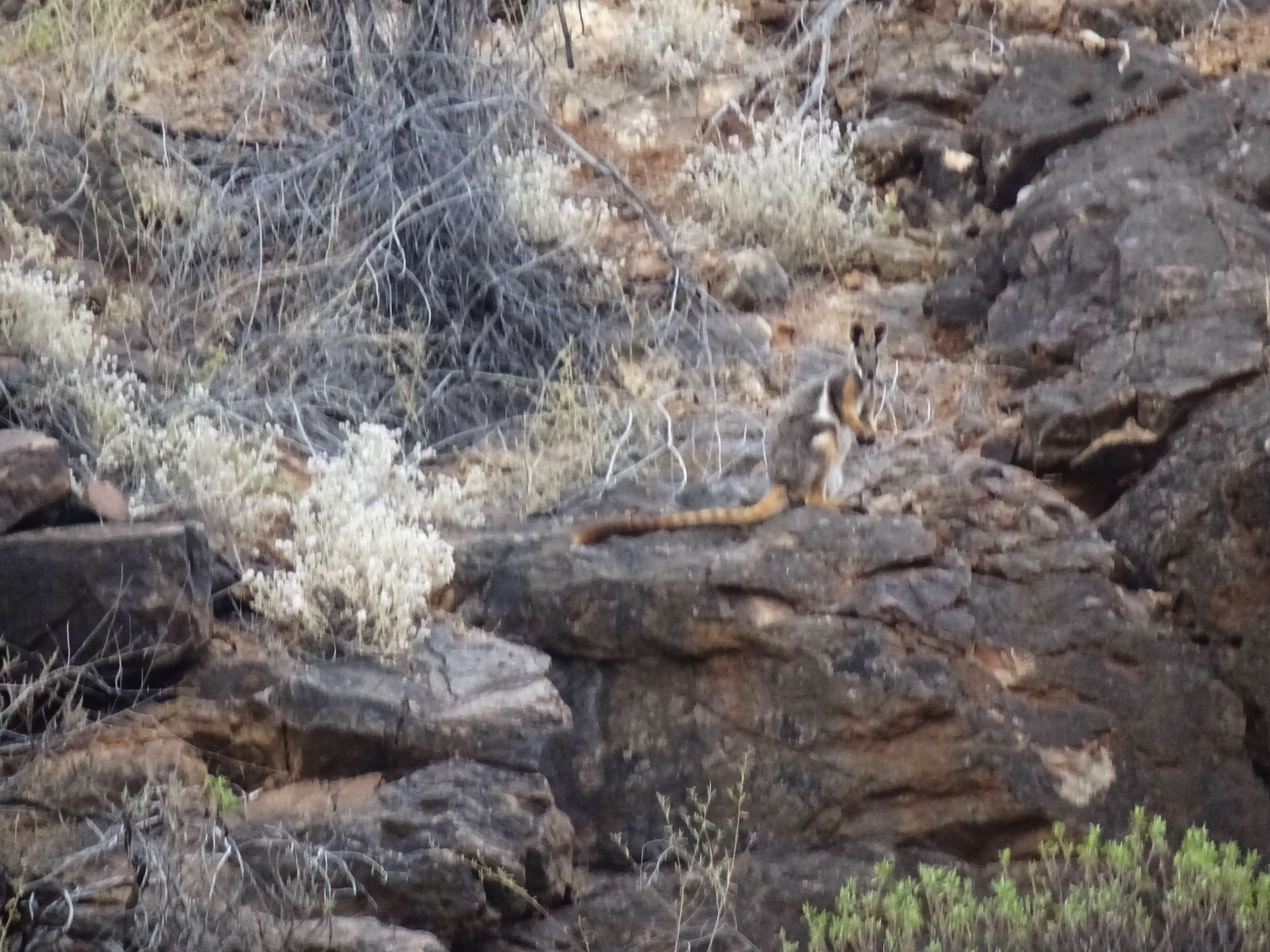 Image of Ring-tailed Rock Wallaby