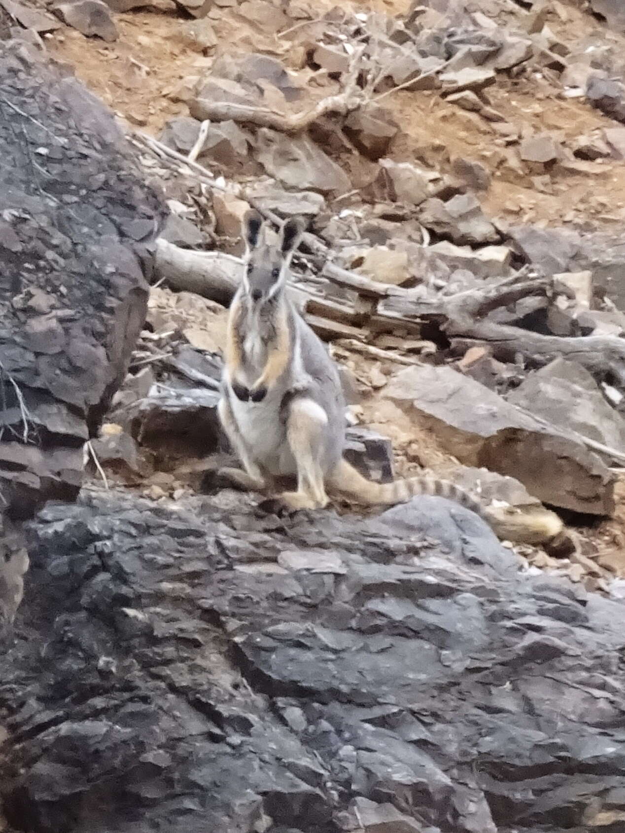 Image of Ring-tailed Rock Wallaby