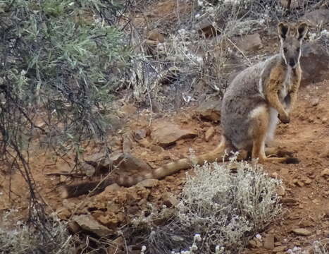 Image of Ring-tailed Rock Wallaby