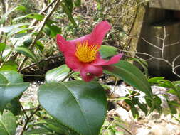 Image of Camellia japonica var. rusticana (Honda) T. L. Ming