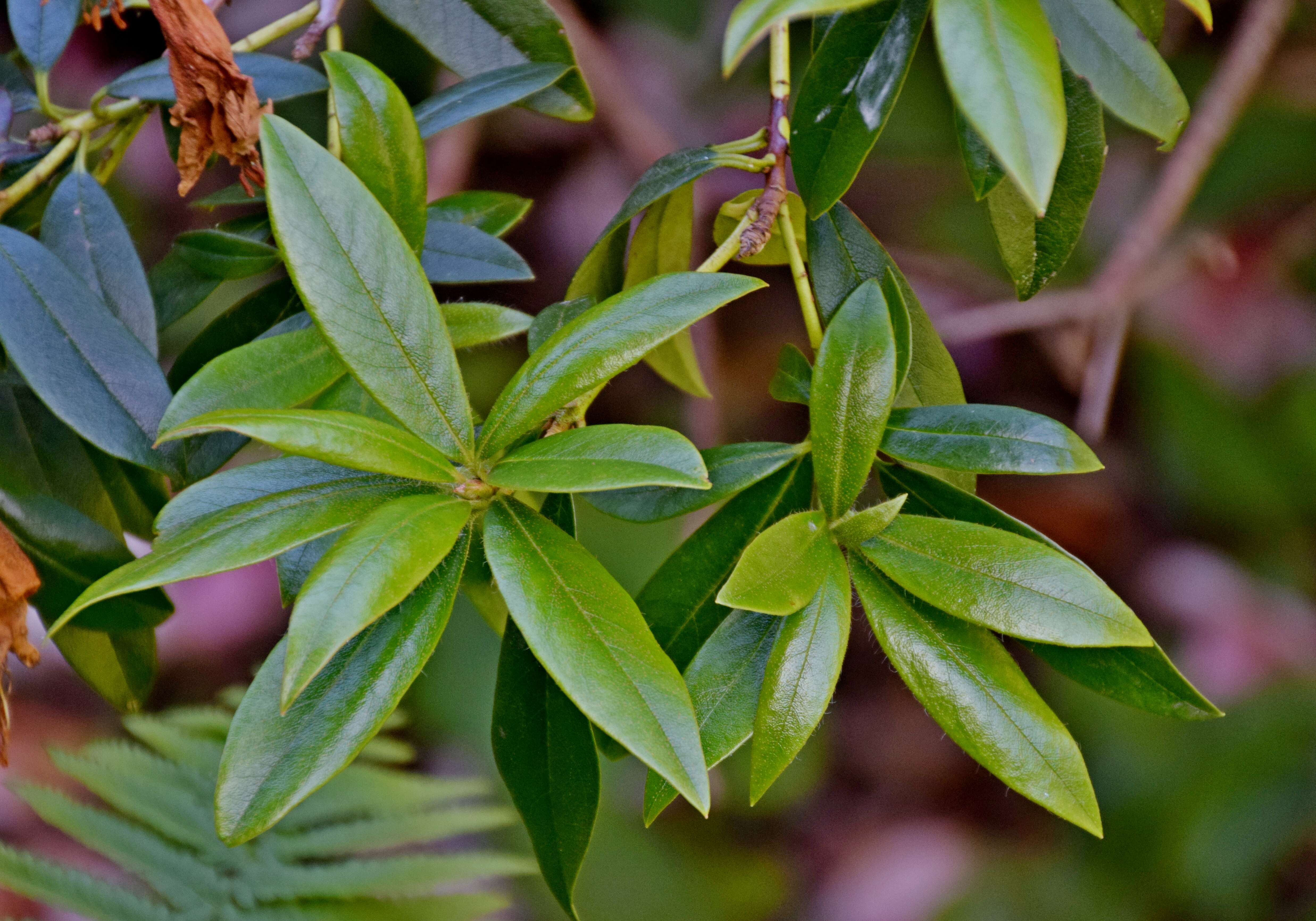 Image of Rhododendron veitchianum Hook.