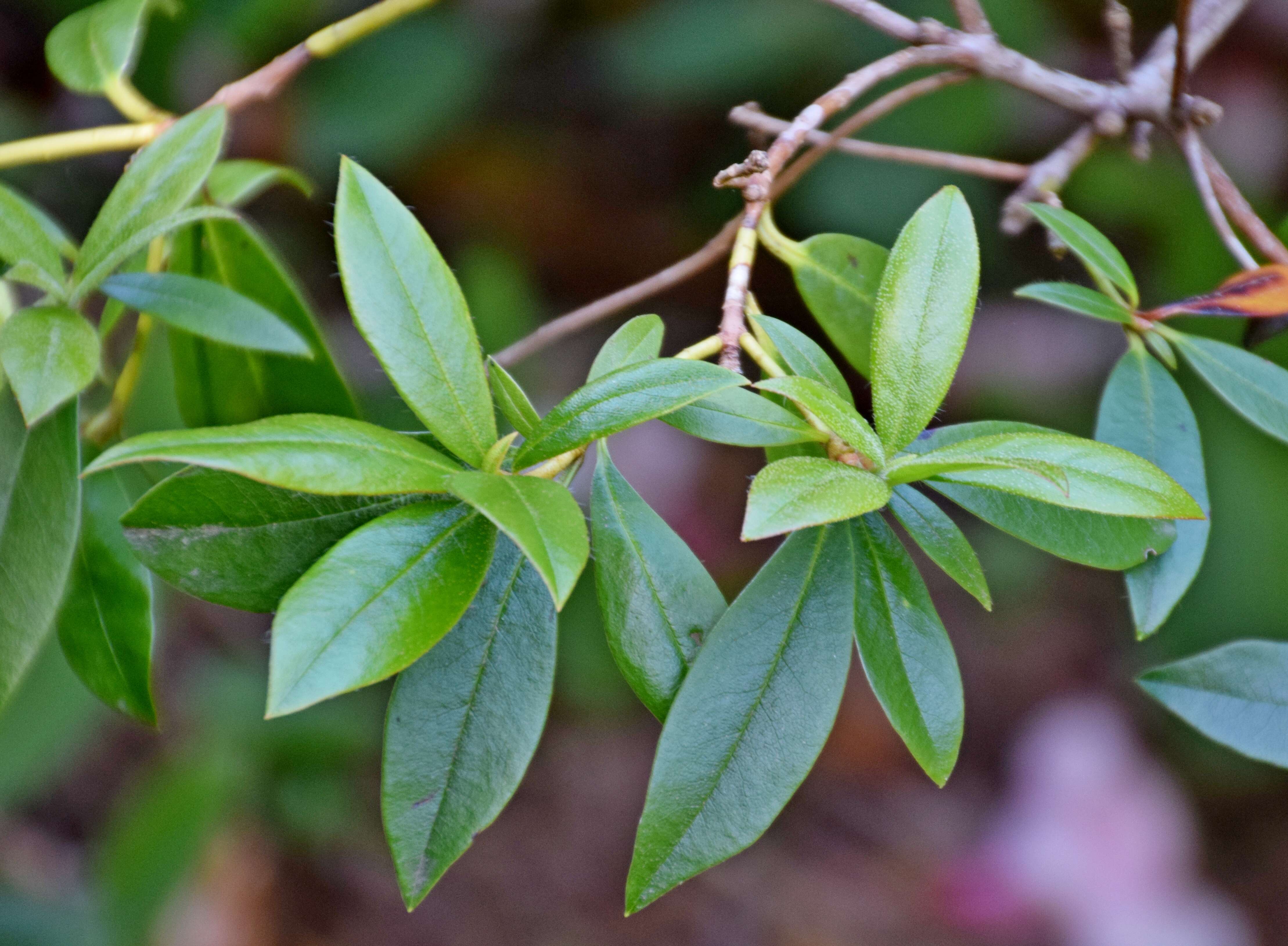 Image of Rhododendron veitchianum Hook.