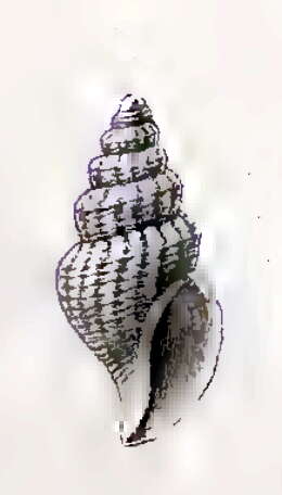 Image of Oenopota cancellata