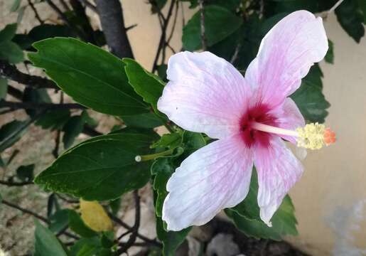 Hibiscus genevii Boj.的圖片