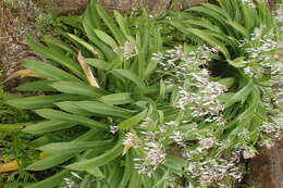 Image of Arthropodium cirrhatum