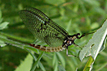 Image of British Green Drake