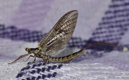 Image of Drake Mackerel Mayfly