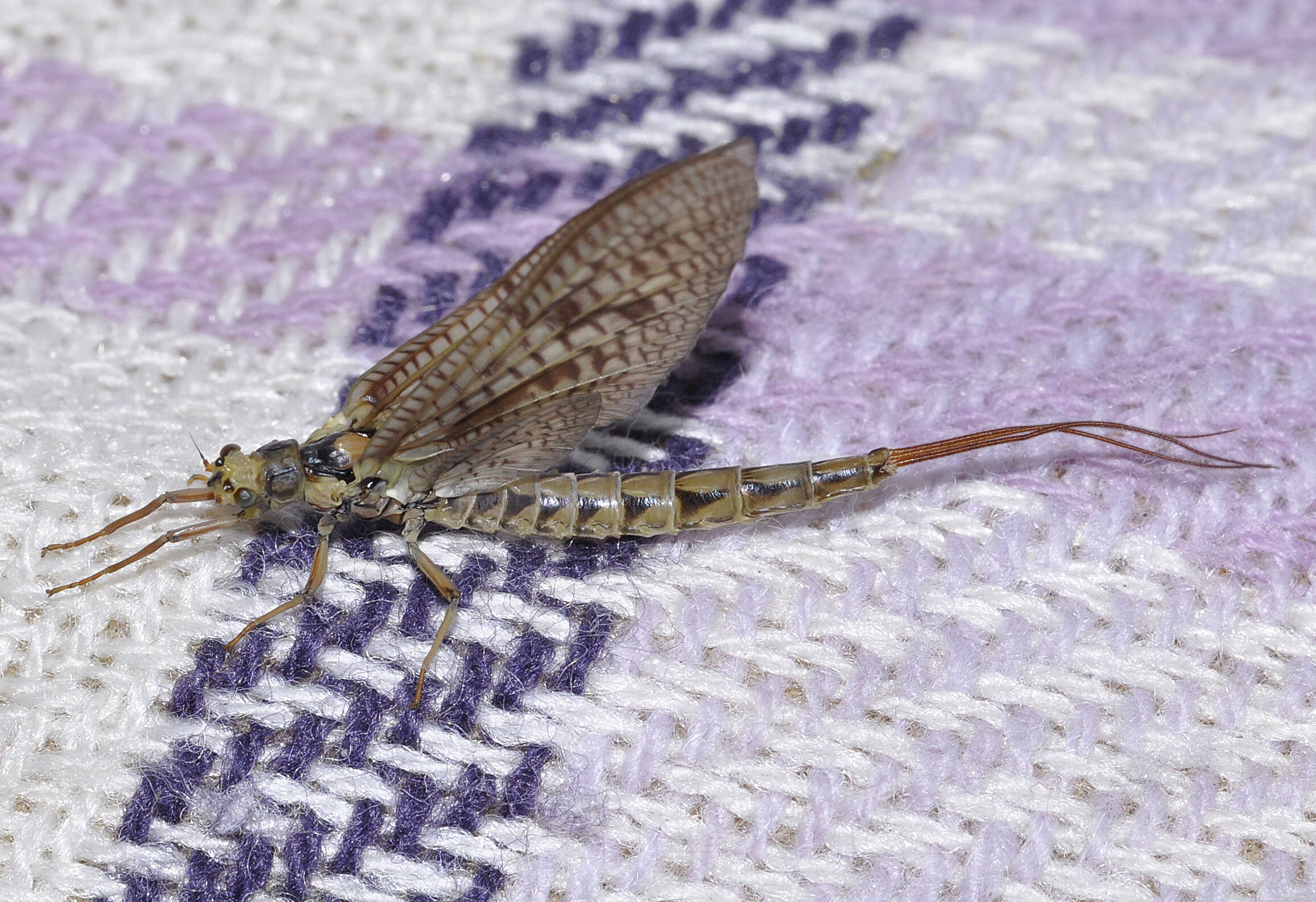 Image of Drake Mackerel Mayfly