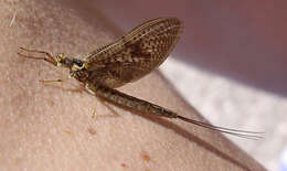 Image of Drake Mackerel Mayfly