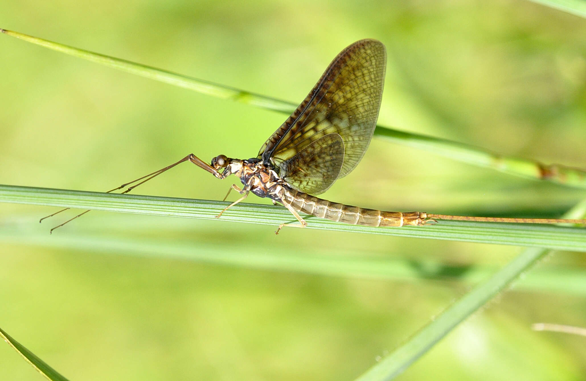 Image of Drake Mackerel Mayfly