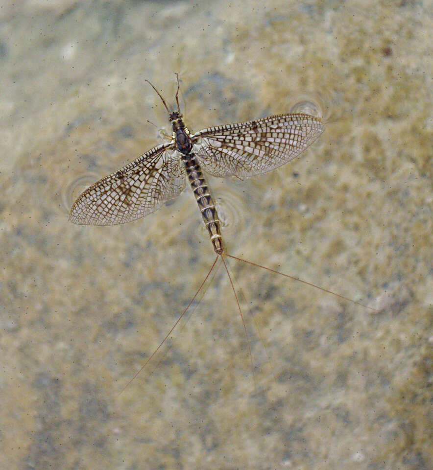 Image of Drake Mackerel Mayfly