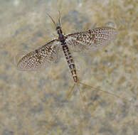 Image of Drake Mackerel Mayfly