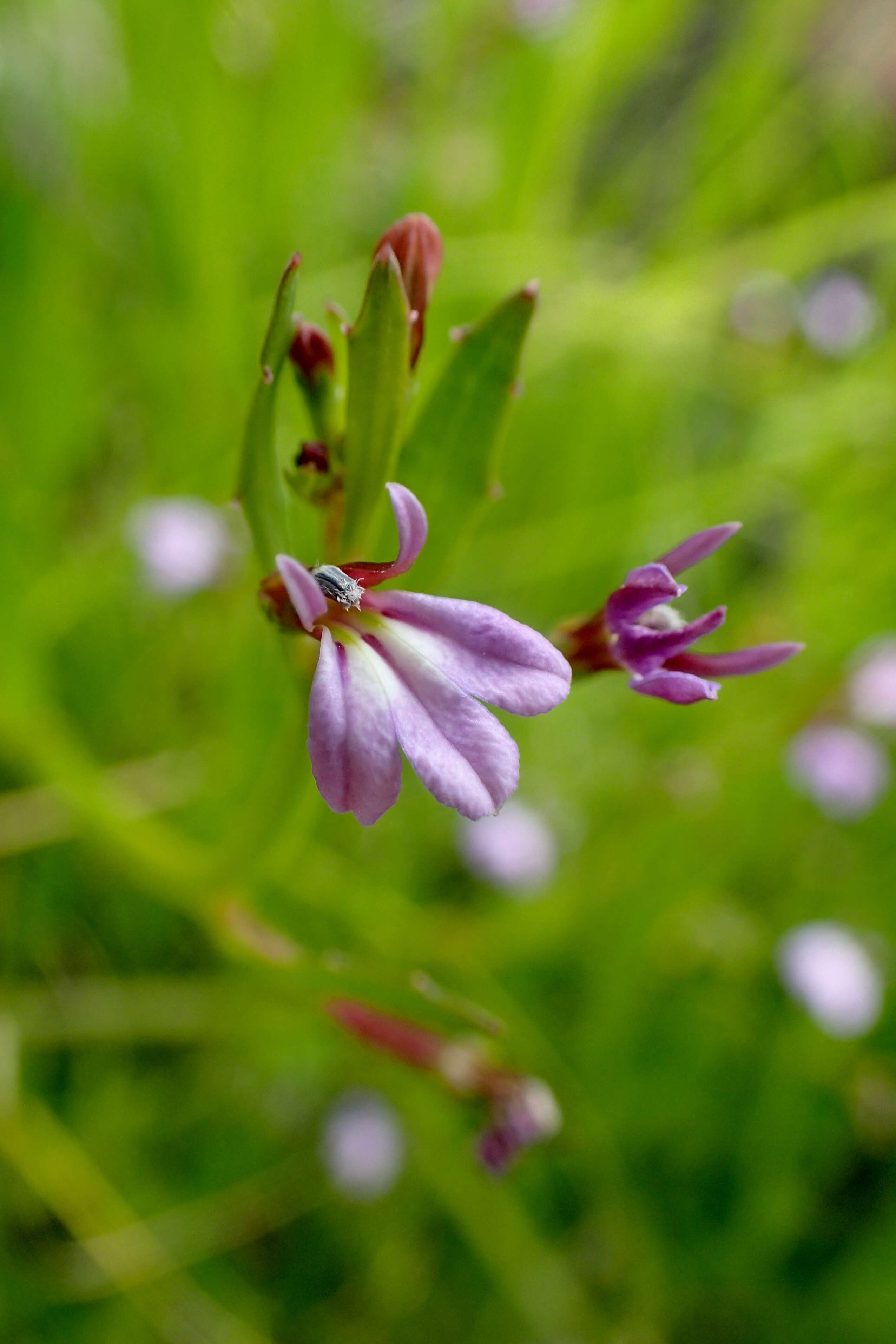 Image of Lobelia anceps L. fil.