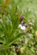 Image de Lobelia anceps L. fil.