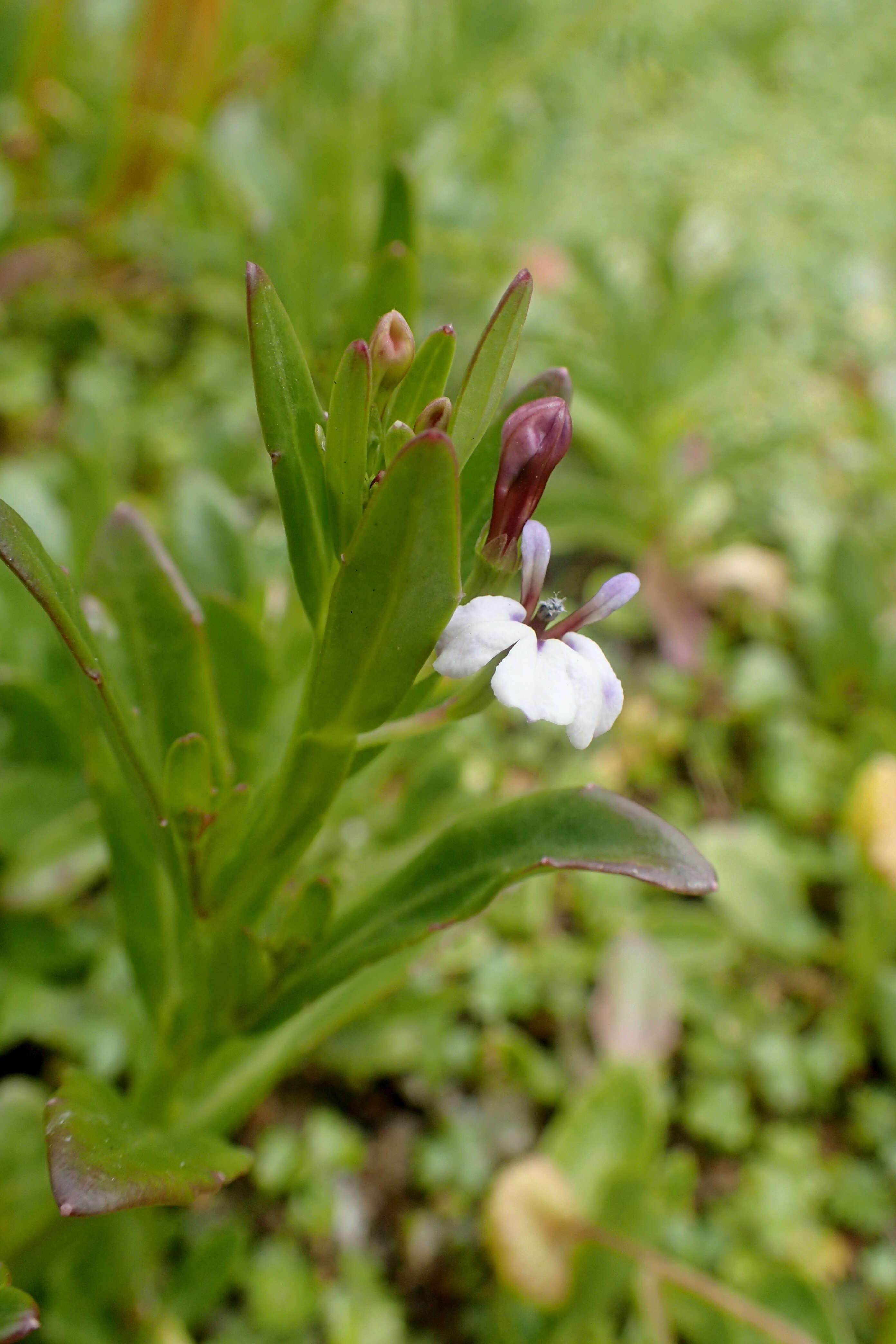 Image de Lobelia anceps L. fil.