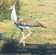 Image of Kori Bustard