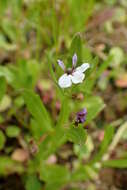 Image of Lobelia anceps L. fil.