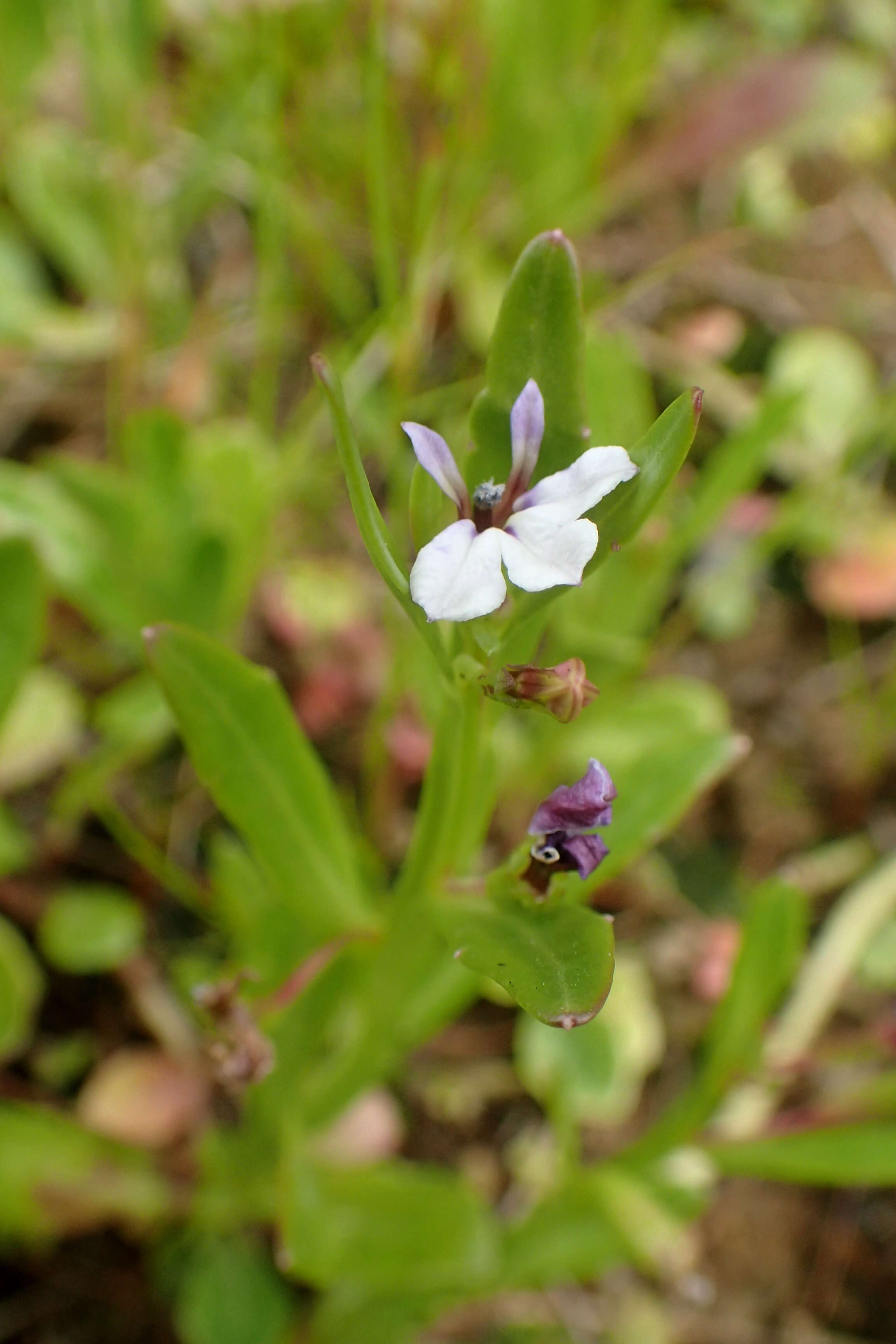 Image of Lobelia anceps L. fil.