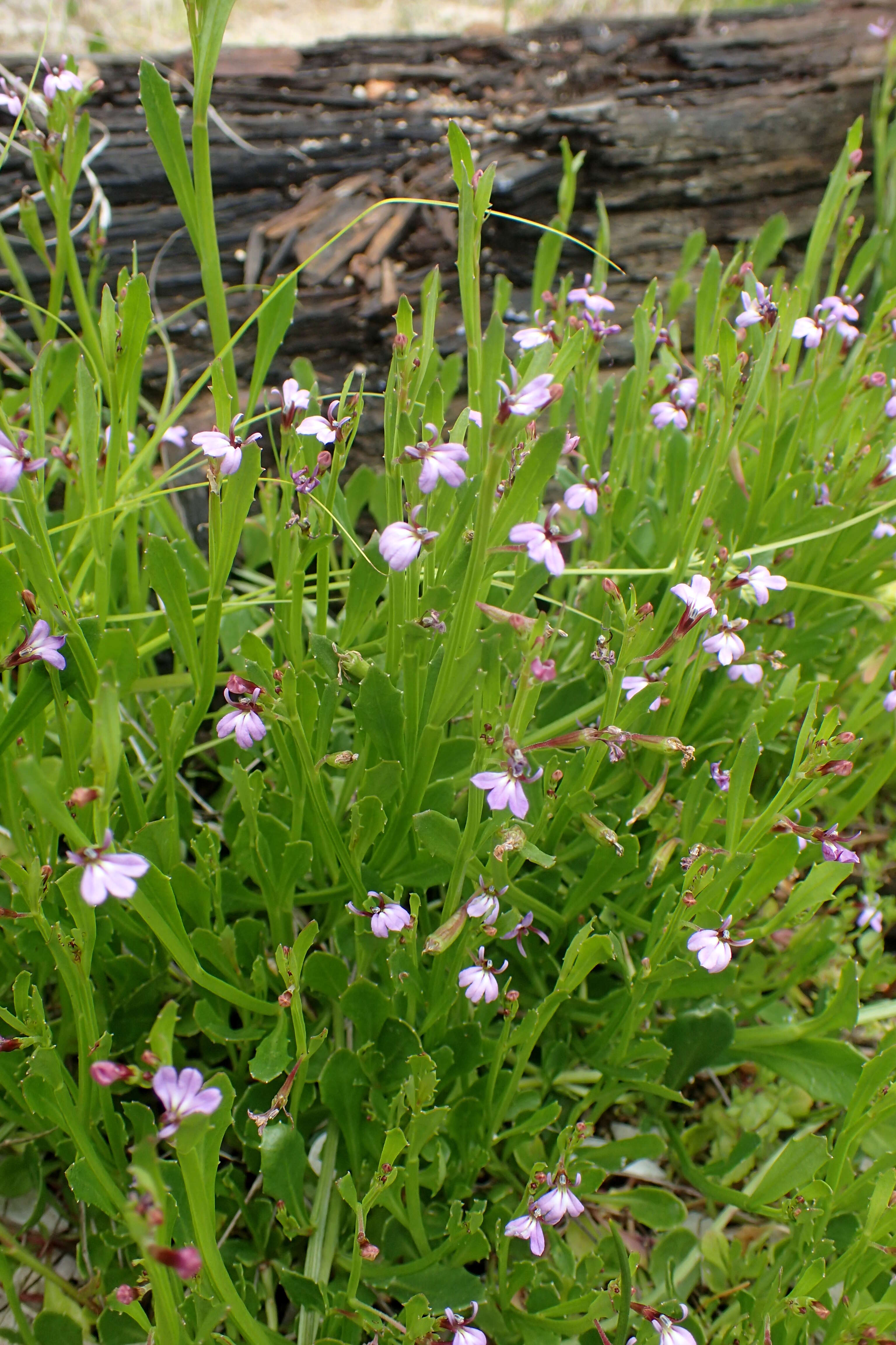 Image de Lobelia anceps L. fil.