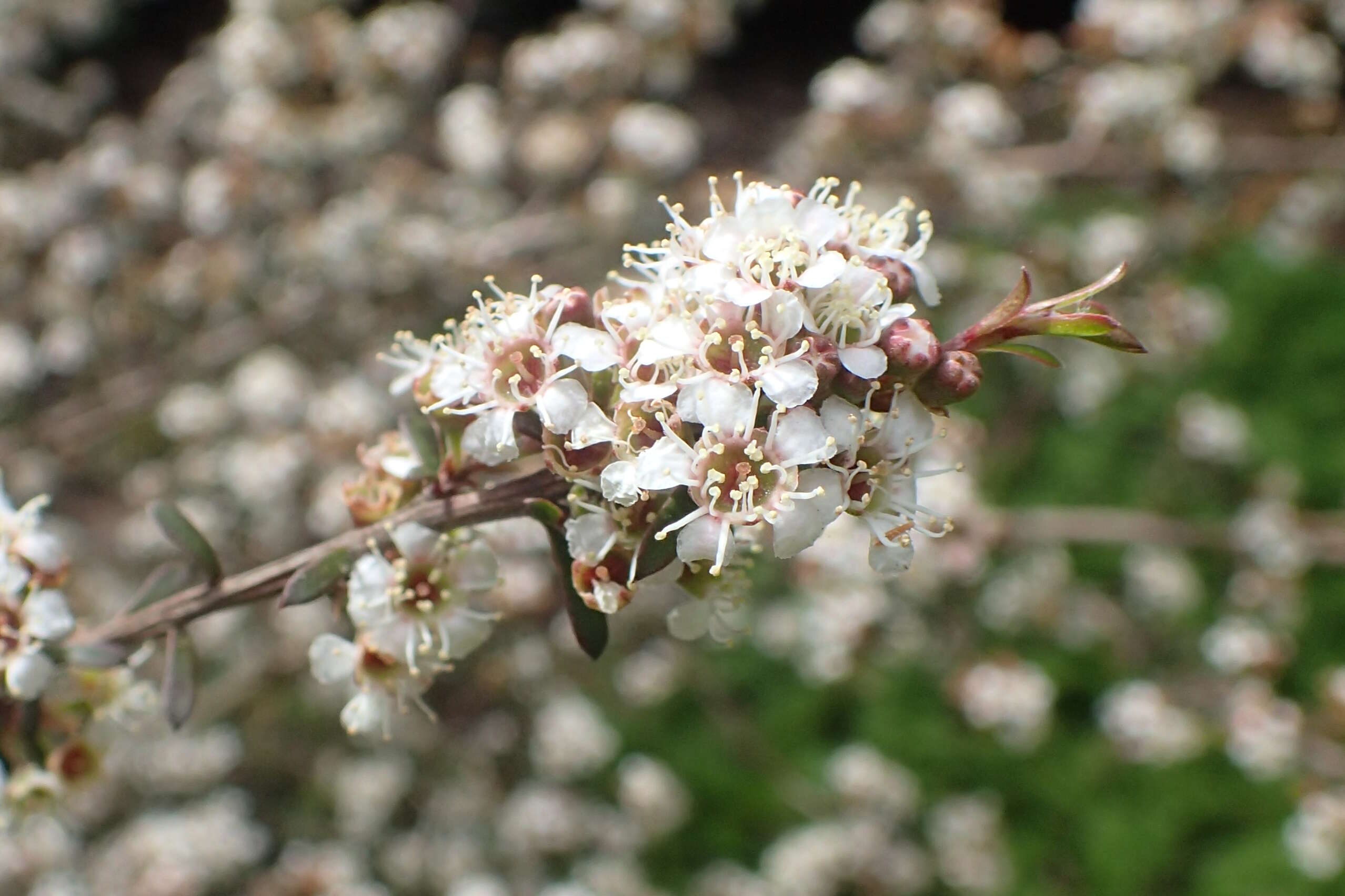 Sivun Kunzea ericoides (A. Rich.) J. Thompson kuva