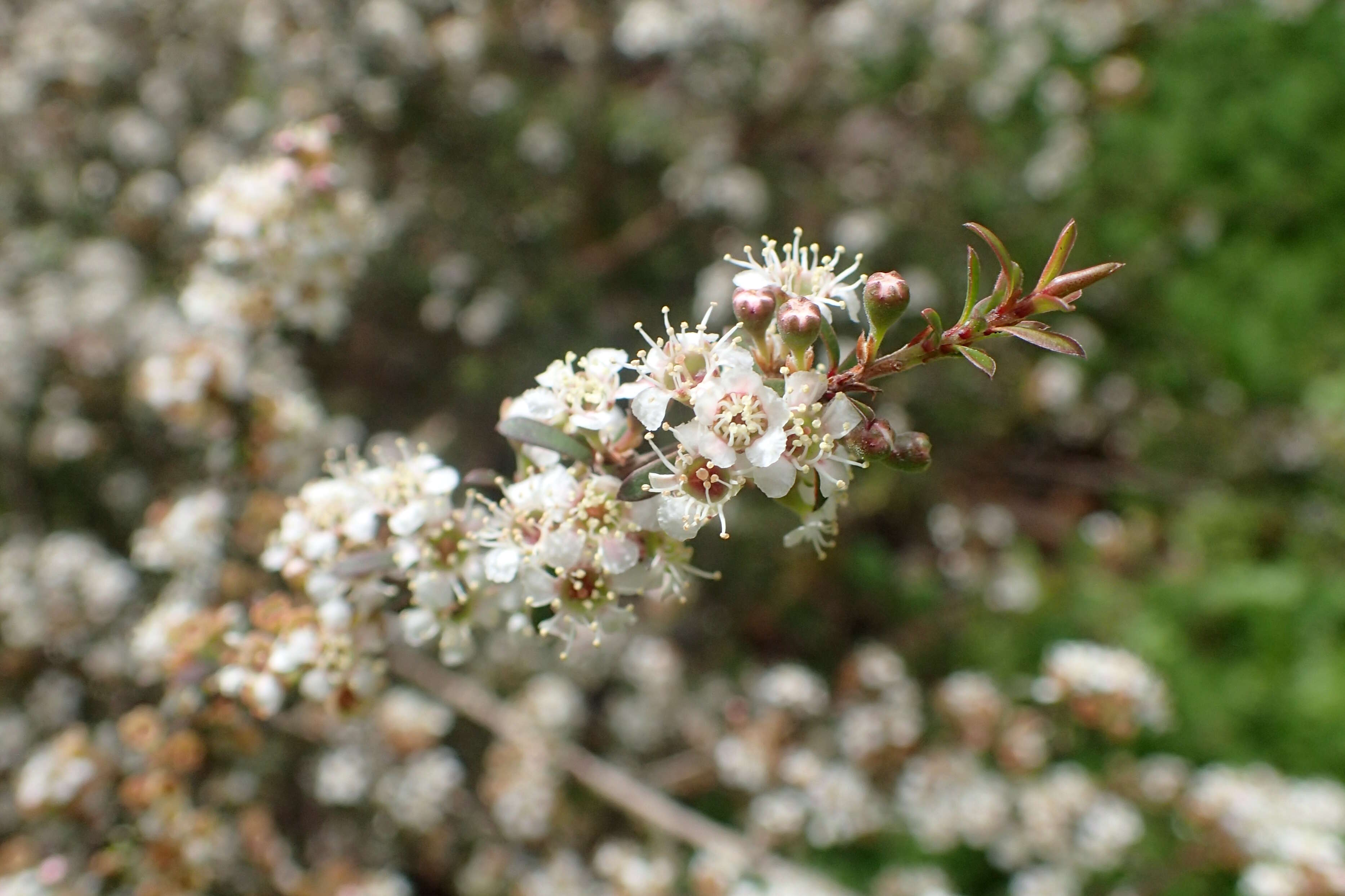 Sivun Kunzea ericoides (A. Rich.) J. Thompson kuva