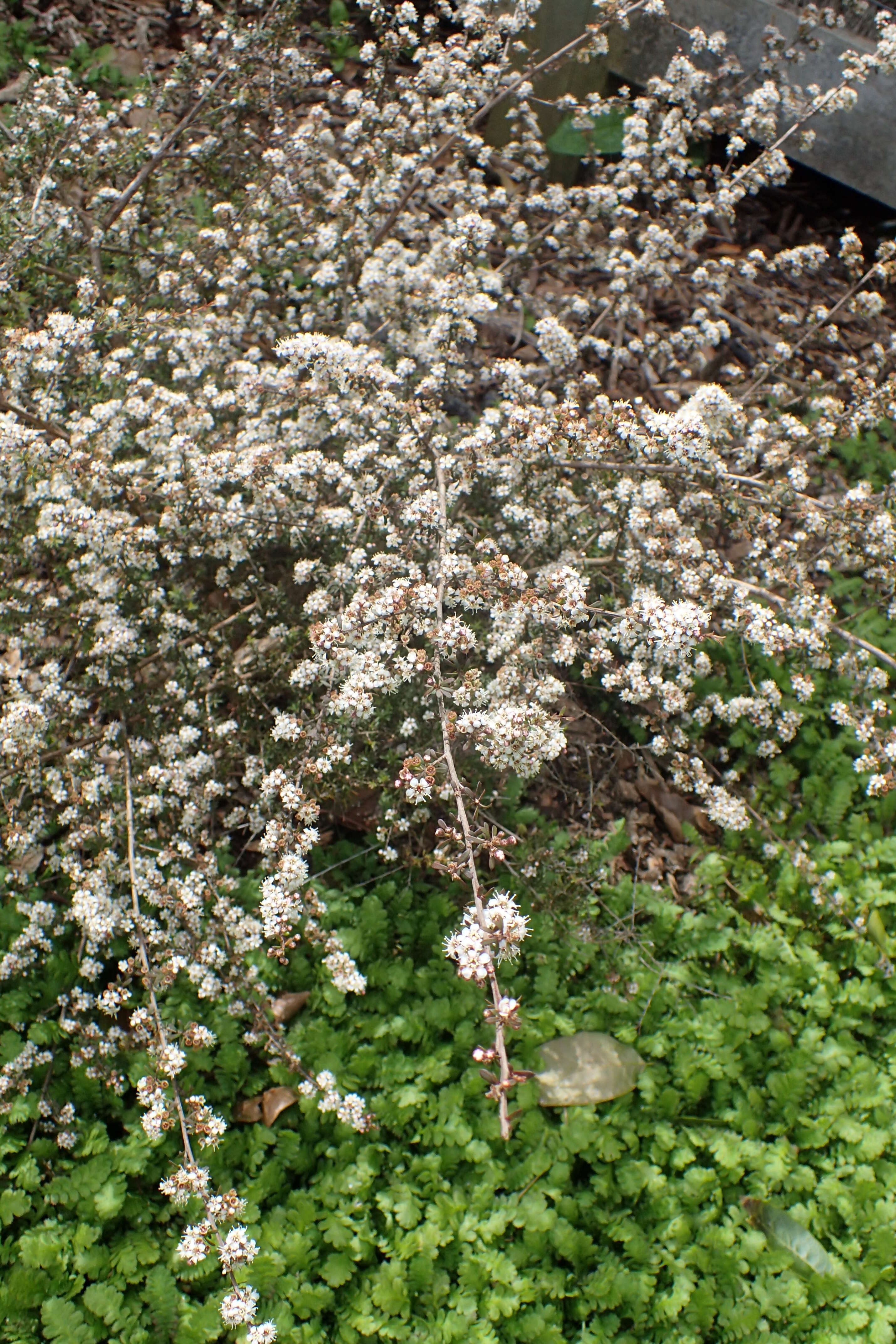 Sivun Kunzea ericoides (A. Rich.) J. Thompson kuva