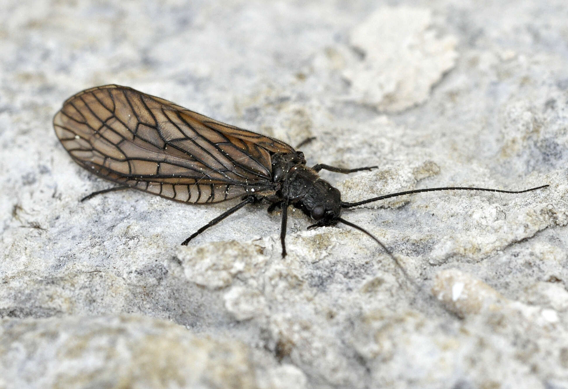 Image of Alderfly