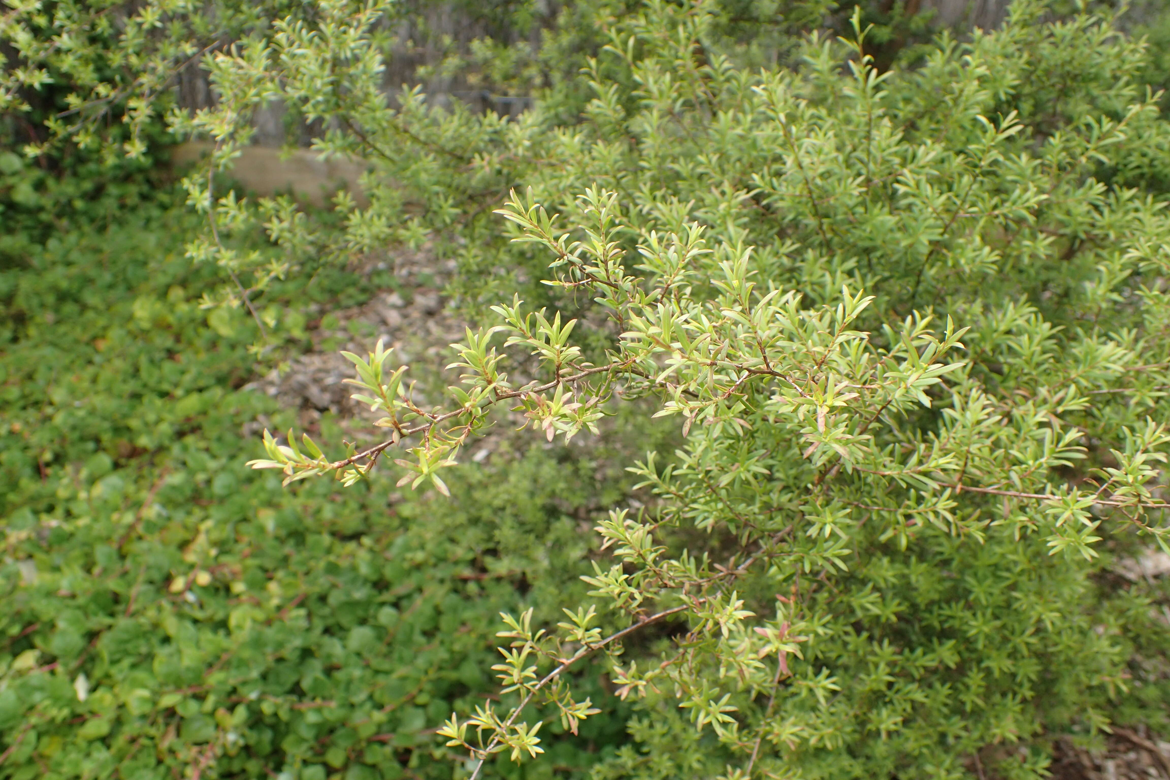 Plancia ëd Kunzea robusta de Lange & Toelken