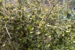 Image de Coprosma rhamnoides A. Cunn.